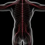 Sciatic and Sciatica Nerve